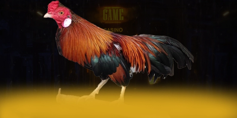 Khám phá hành trình của DAGA88 - Cổng game được tin dùng cho người chơi
Khám phá hành trình của DAGA88 - Cổng game được tin dùng cho người chơi