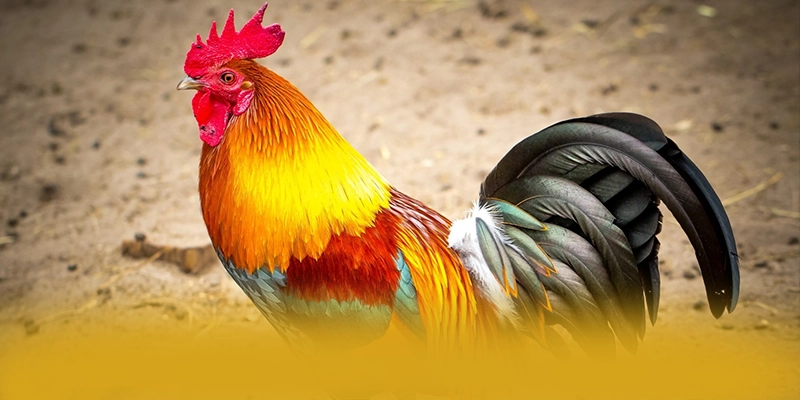 GO8 - Trang game mượt mà tại Việt Nam GO8 - Trang game mượt mà tại Việt Nam