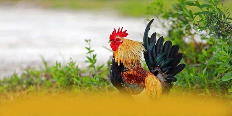 SUNWIN - Tổng quan đánh giá dành cho người chơi.