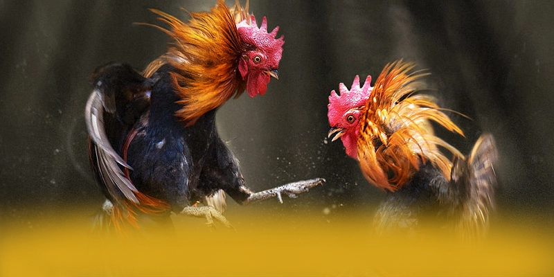 GO8 - Kết luận và đánh giá chung từ cộng đồng game thủ. GO8 - Kết luận và đánh giá chung từ cộng đồng game thủ.