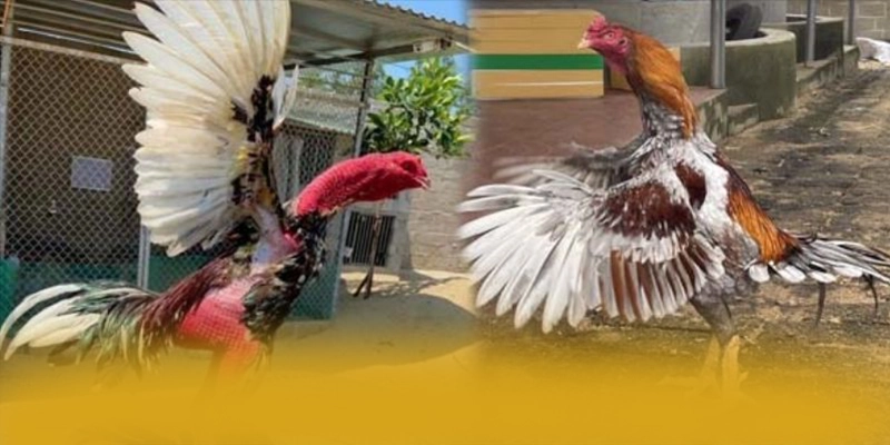 GO8 – Cổng game hàng đầu Việt Nam, được cộng đồng đánh giá tích cực. GO8 – Cổng game hàng đầu Việt Nam, được cộng đồng đánh giá tích cực.