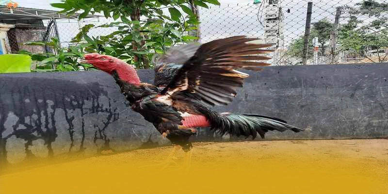 GEM88 – Trang game chất lượng, được cộng đồng đánh giá tích cực. GEM88 – Trang game chất lượng, được cộng đồng đánh giá tích cực.