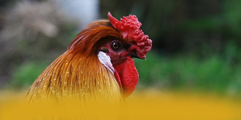 
Cập nhật thông tin về RR99 - Cổng cá cược được đánh giá cao tại Việt Nam
