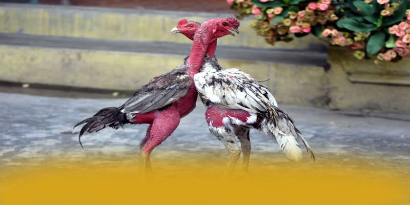 RR99 – Cổng giải trí an toàn tuyệt đối, được giới cược thủ đánh giá cao.