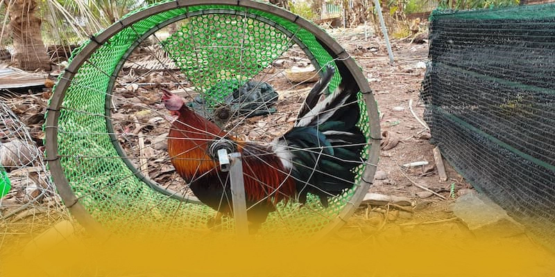 AU88 - Tổng quan đánh giá với góc nhìn khách quan.